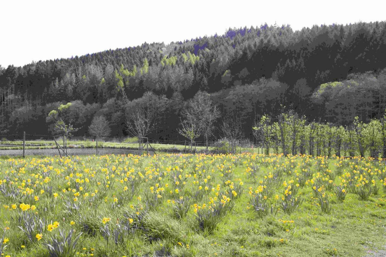 Ferienhaus Salmtal Himmerod Großlittgen Kültér fotó